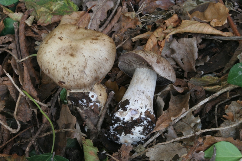 Cortinarius anfractoides  Hy. & Trescol